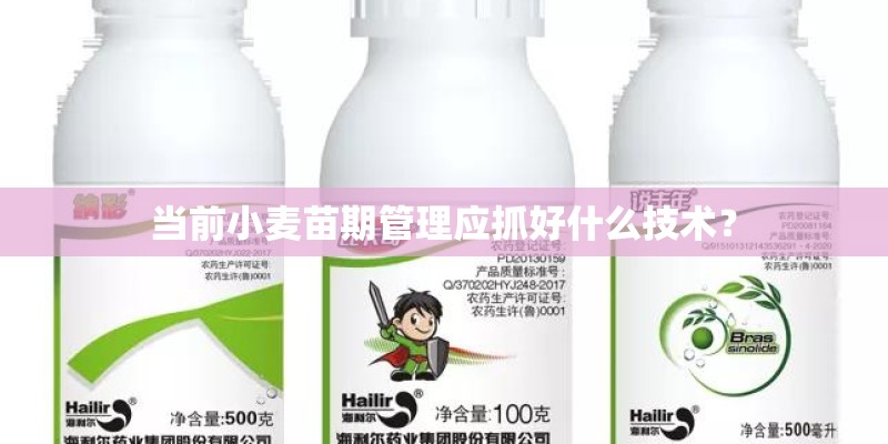 当前小麦苗期管理应抓好什么技术？