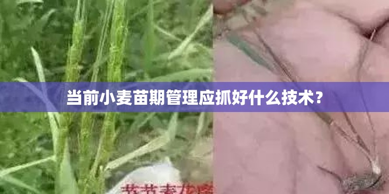 当前小麦苗期管理应抓好什么技术？