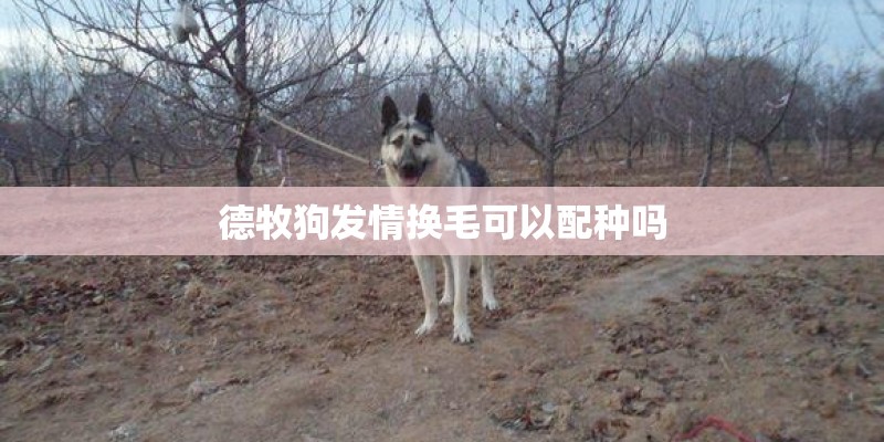 德牧狗发情换毛可以配种吗