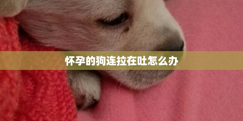 怀孕的狗连拉在吐怎么办