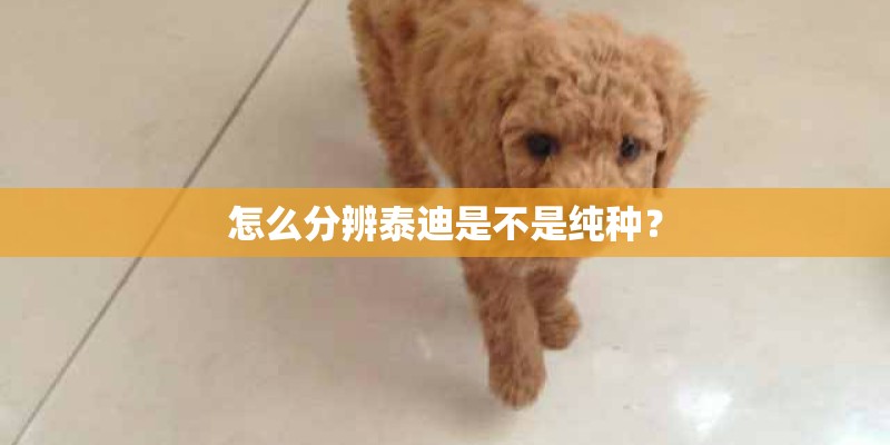 怎么分辨泰迪是不是纯种？