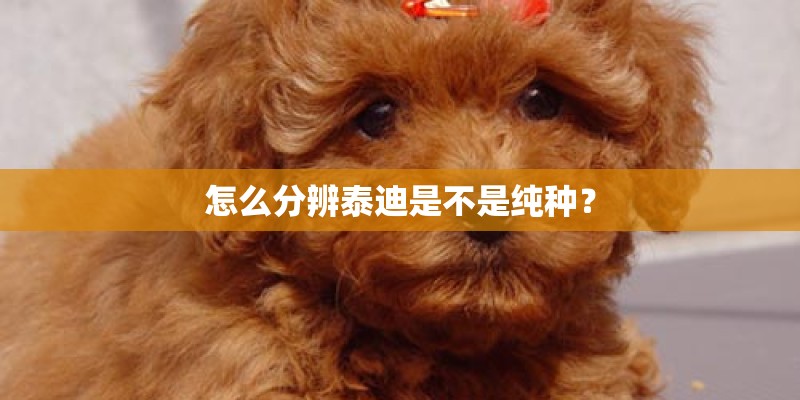 怎么分辨泰迪是不是纯种？