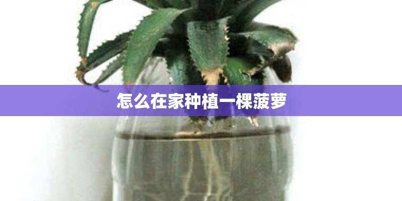怎么在家种植一棵菠萝