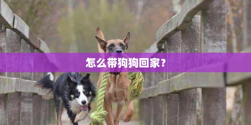 怎么带狗狗回家？
