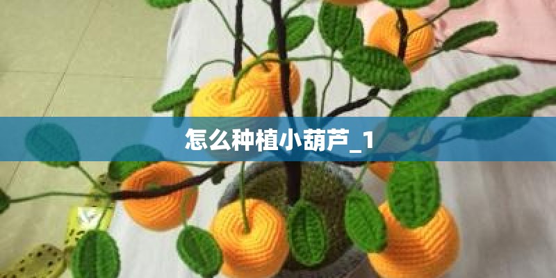 怎么种植小葫芦_1
