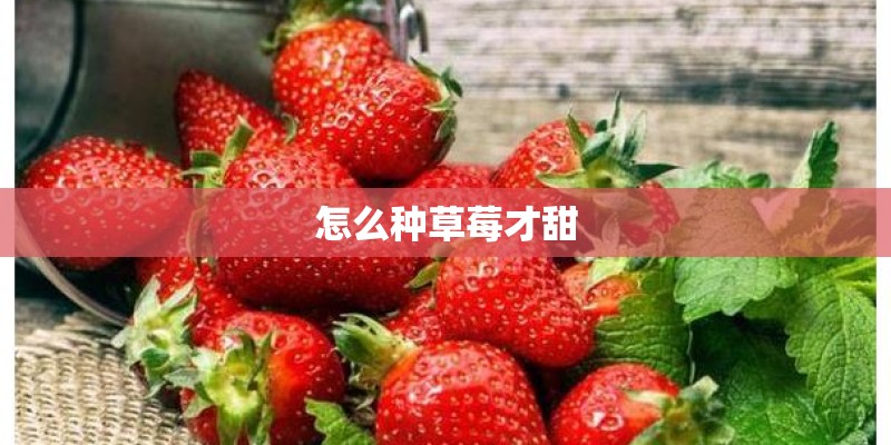 怎么种草莓才甜