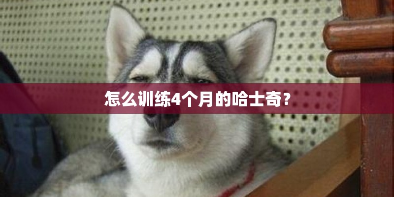怎么训练4个月的哈士奇？