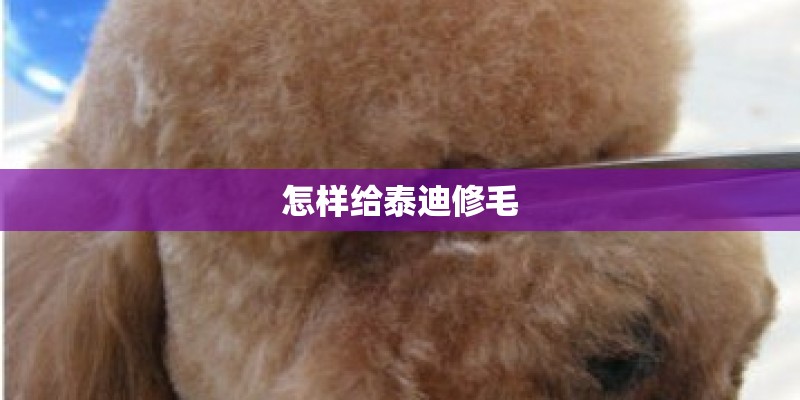 怎样给泰迪修毛