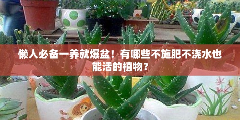 懒人必备一养就爆盆！有哪些不施肥不浇水也能活的植物？