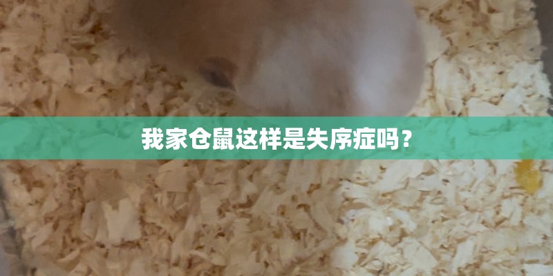 我家仓鼠这样是失序症吗？