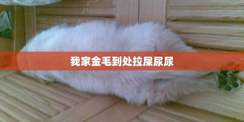 我家金毛到处拉屎尿尿