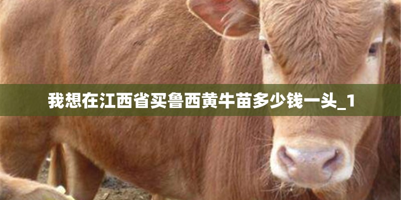 我想在江西省买鲁西黄牛苗多少钱一头_1