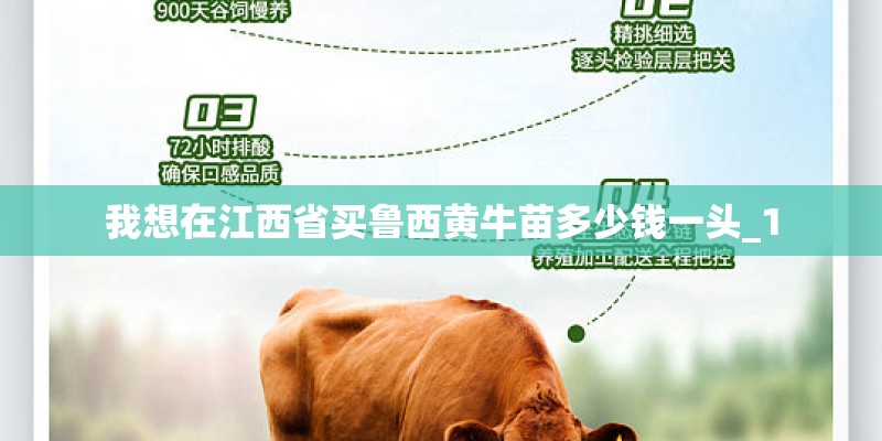 我想在江西省买鲁西黄牛苗多少钱一头_1