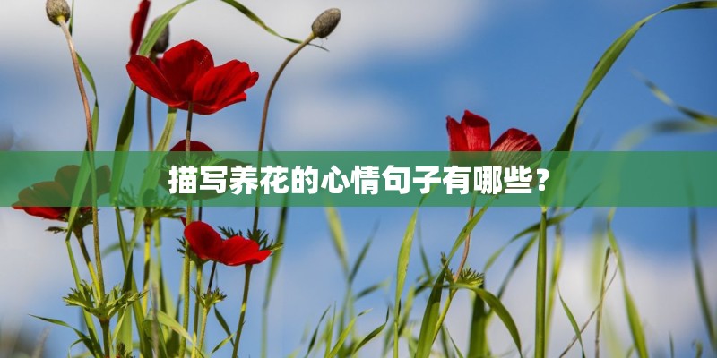 描写养花的心情句子有哪些？
