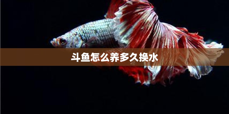 斗鱼怎么养多久换水