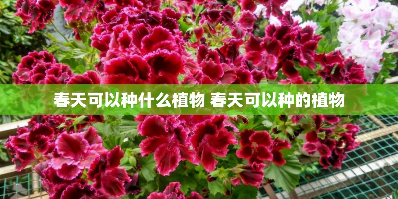 春天可以种什么植物 春天可以种的植物