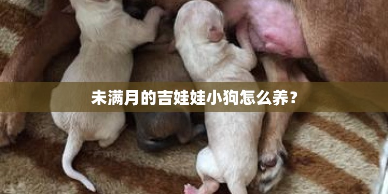 未满月的吉娃娃小狗怎么养？