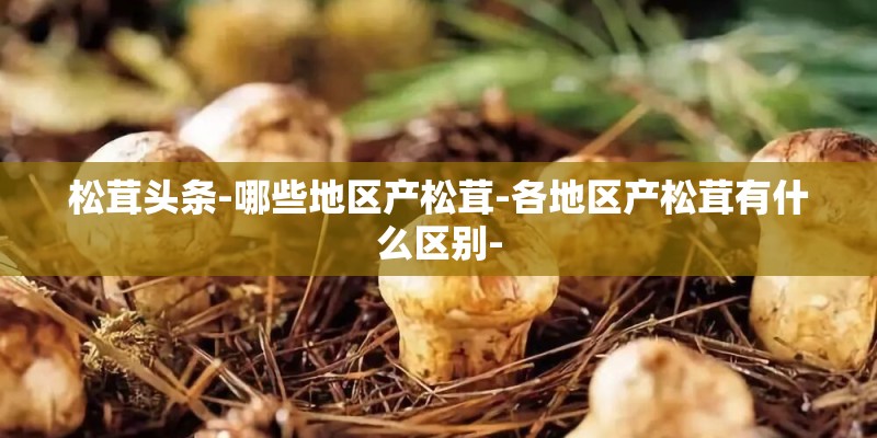 松茸头条-哪些地区产松茸-各地区产松茸有什么区别-