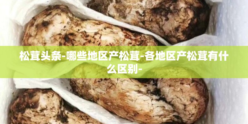 松茸头条-哪些地区产松茸-各地区产松茸有什么区别-