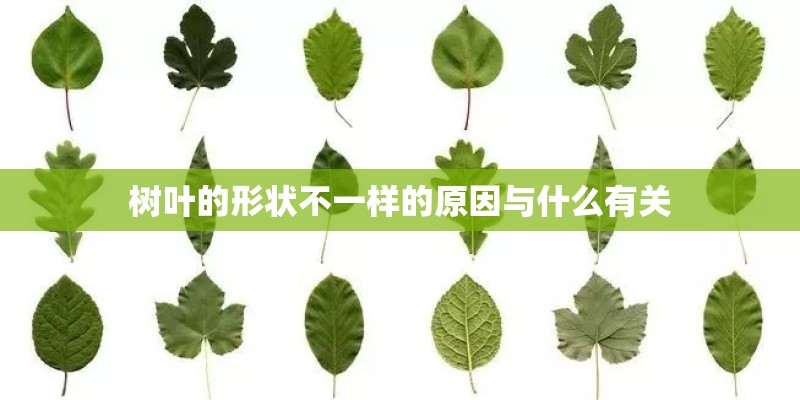 树叶的形状不一样的原因与什么有关
