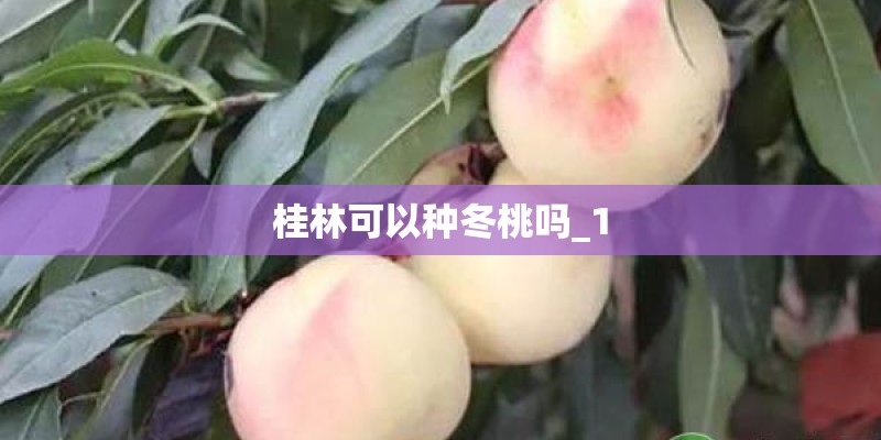 桂林可以种冬桃吗_1