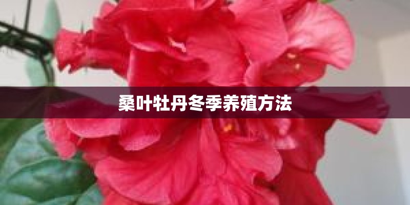 桑叶牡丹冬季养殖方法