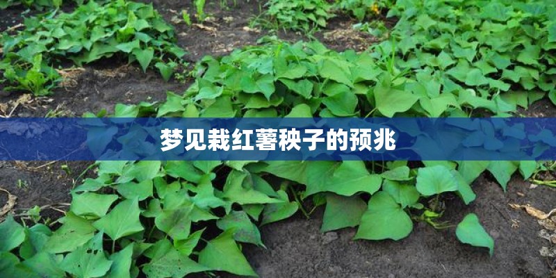 梦见栽红薯秧子的预兆