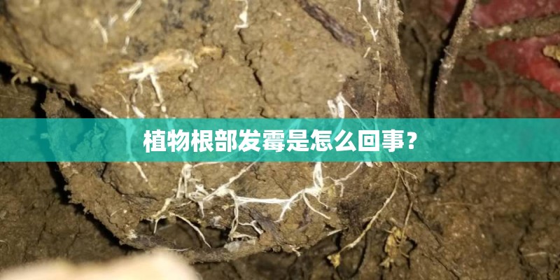 植物根部发霉是怎么回事？