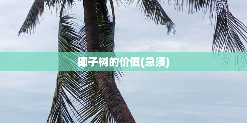 椰子树的价值(急须)
