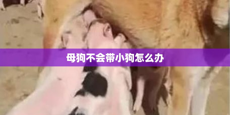 母狗不会带小狗怎么办