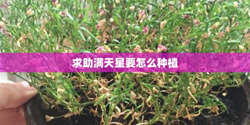 求助满天星要怎么种植
