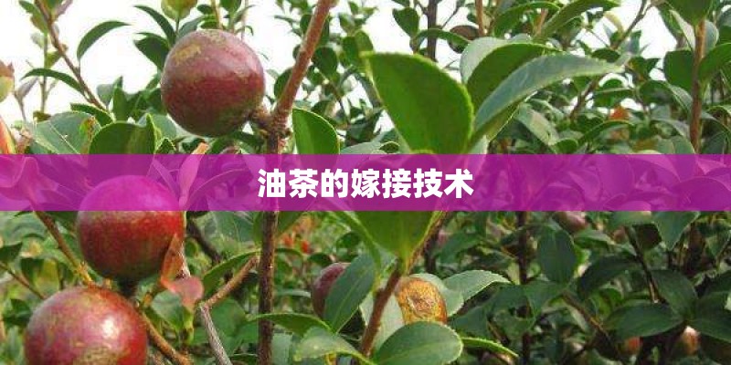 油茶的嫁接技术