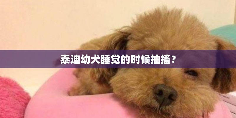 泰迪幼犬睡觉的时候抽搐？