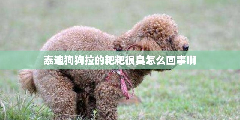 泰迪狗狗拉的粑粑很臭怎么回事啊