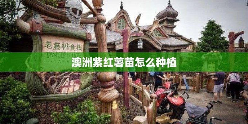 澳洲紫红薯苗怎么种植