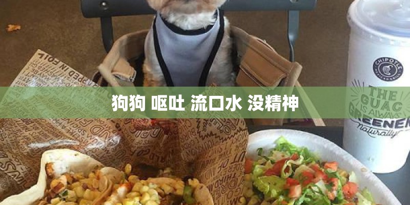 狗狗 呕吐 流口水 没精神