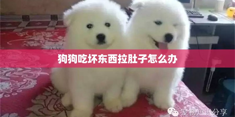 狗狗吃坏东西拉肚子怎么办