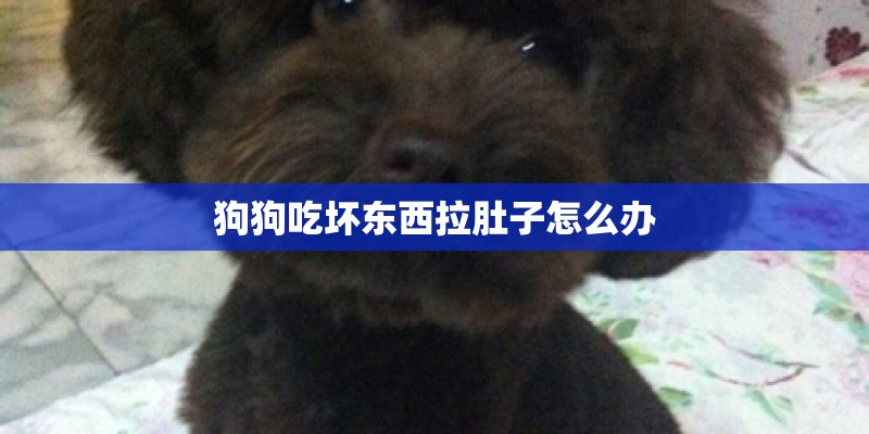 狗狗吃坏东西拉肚子怎么办