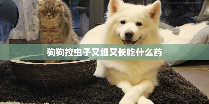 狗狗拉虫子又细又长吃什么药