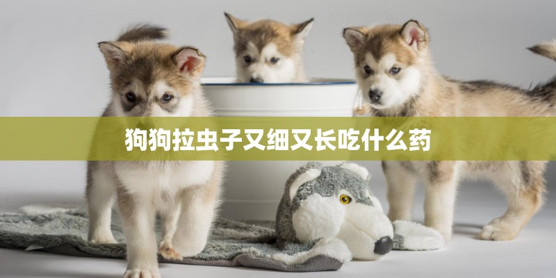 狗狗拉虫子又细又长吃什么药
