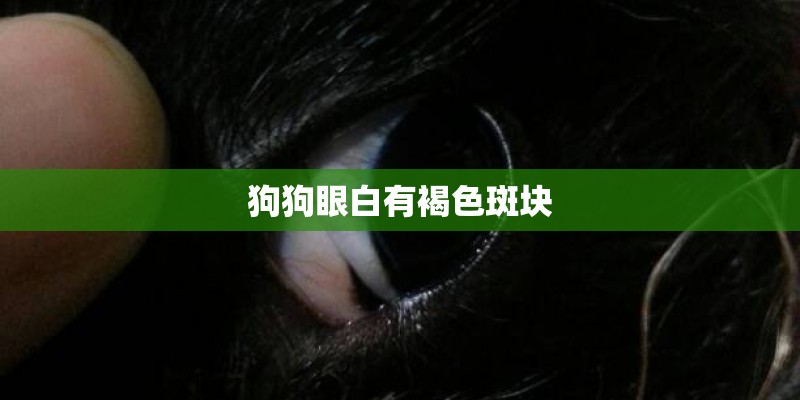 狗狗眼白有褐色斑块