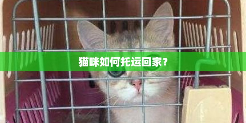 猫咪如何托运回家？
