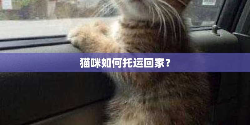 猫咪如何托运回家？