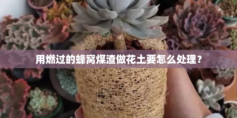 用燃过的蜂窝煤渣做花土要怎么处理？