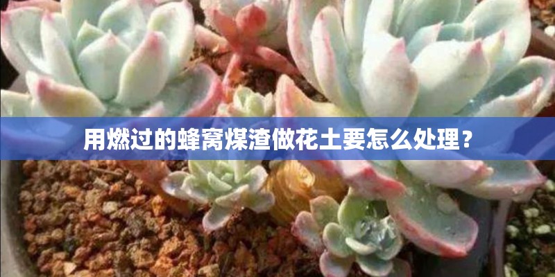 用燃过的蜂窝煤渣做花土要怎么处理？