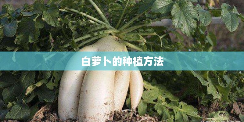 白萝卜的种植方法