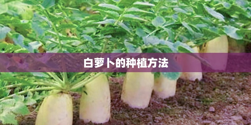 白萝卜的种植方法