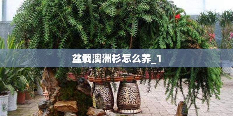 盆栽澳洲杉怎么养_1