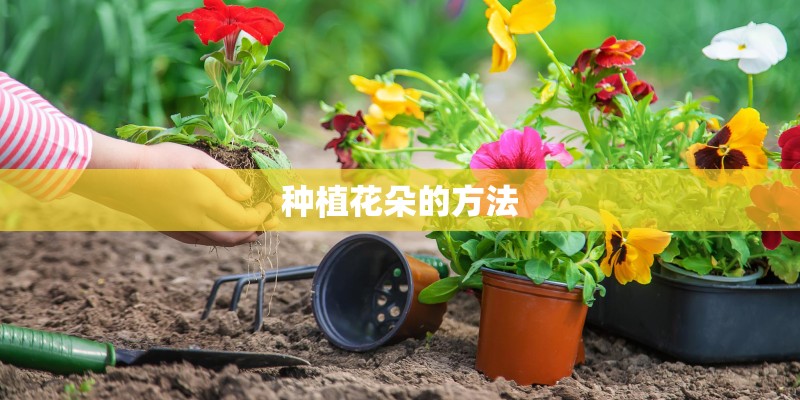 种植花朵的方法