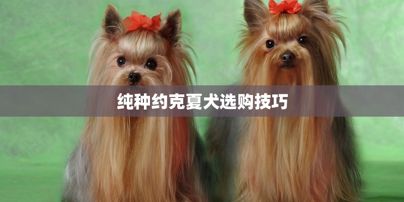 纯种约克夏犬选购技巧